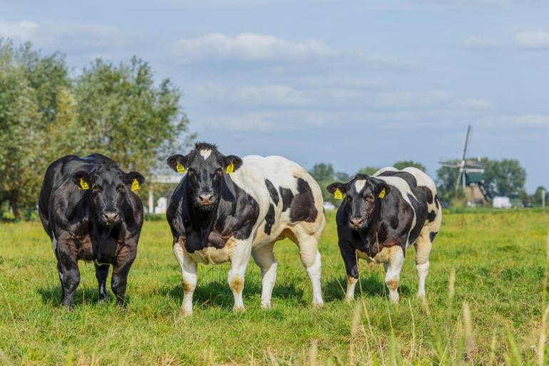 Voor blauwtong type 12 is geen vaccin beschikbaar