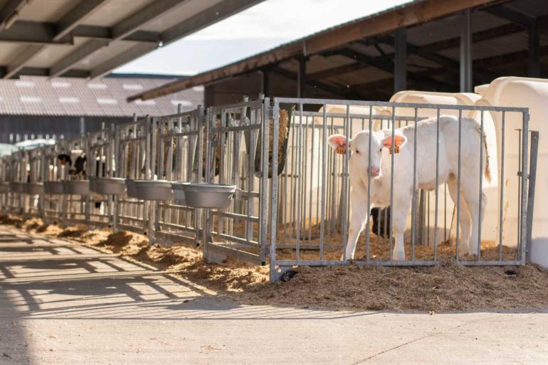 M. bovis is wereldwijd in opmars in de rundveehouderij