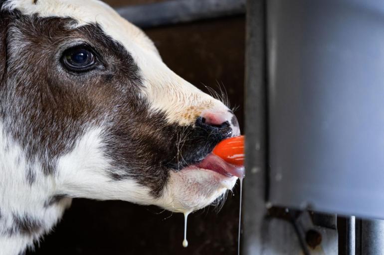 De kalverhouderij heeft steeds meer te maken met 'domme' kalveren die door blauwtong een hersenafwijking hebben