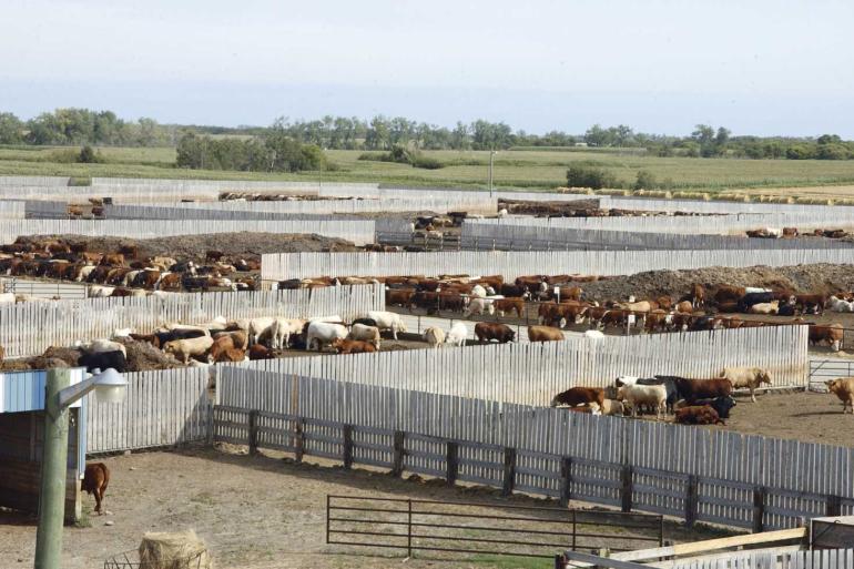 feedlot 