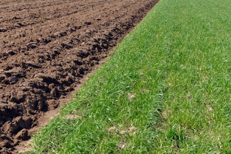 Het onderwerken van een vanggewas of het scheuren van grasland kan schelen bij scherpere bemestingsnormen