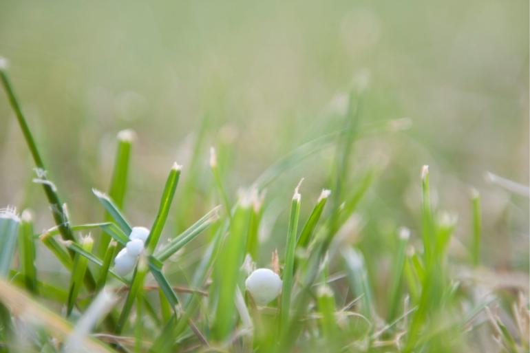 Voor de opbrengst maakt het niet uit of je het gras vooral in het voorjaar bemest of de bemesting doorvoert door het hele jaar heen