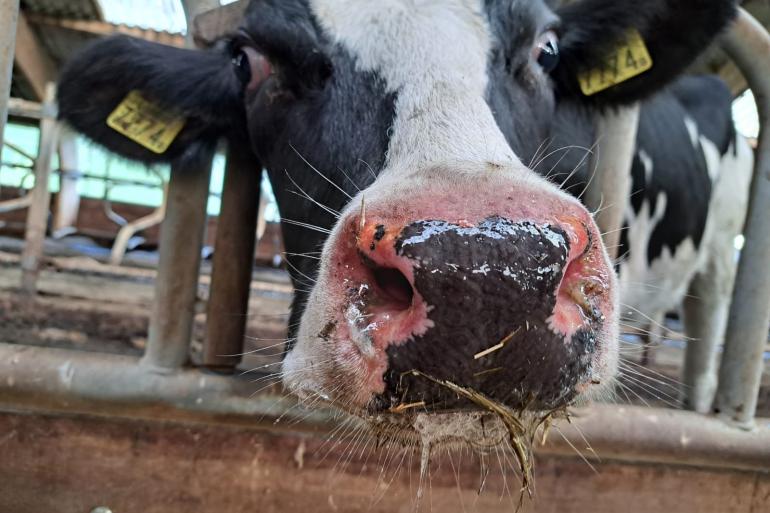 Bedrijven die vorig jaar vaccineerden tegen blauwtong, ondervonden minder schade