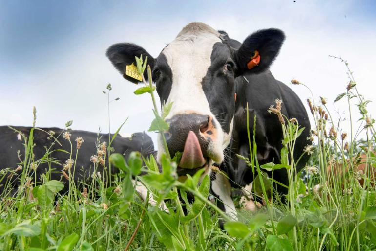 In de begraasde delen was een hogere dekkingsgraad van de kruiden merkbaar