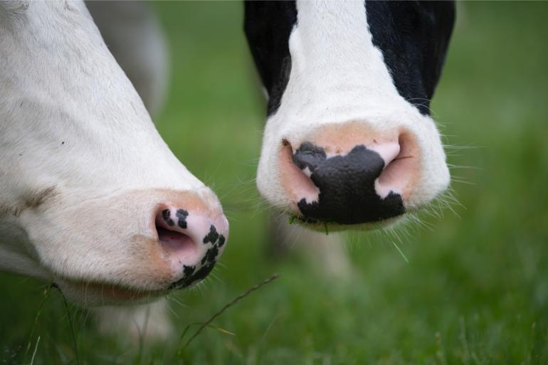 In Slowakije geldt een landelijk vervoersverbod, in Hongarije is een opstallingsplicht van kracht en worden varkens geslacht om verspreiding van mkz te voorkomen