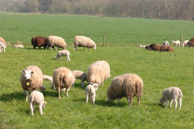Alle mkz-testen op vanuit Slowakije geïmporteerde schapen pakten gunstig uit. De blokkade van het ontvangende bedrijf is opgeheven (foto ter illustratie)