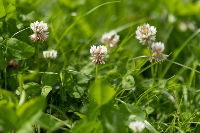 Het aandeel klaver in het grassenbestand bepaalt of er nog bemest moet worden