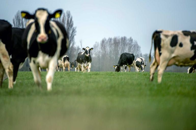 Het drogestofpercentage van het verse gras is in vergelijking met vorig jaar tien procent hoger