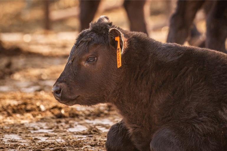 Een belangrijke oorzaak voor het krappe vaarzenaanbod is de populariteit van de gebruikskruising