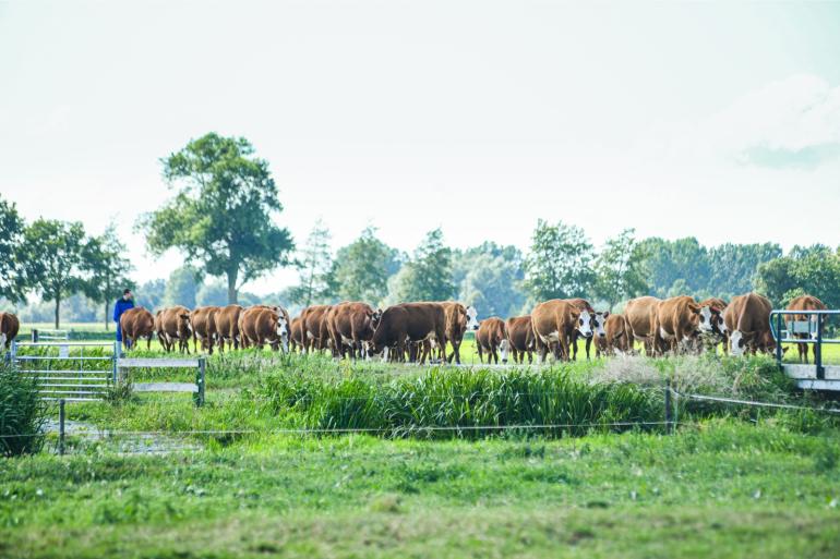De huidige fokdoelen sluiten deels aan bij de wensen van natuurinclusieve melkveehouders, maar er is behoefte aan meer maatwerk per ras en bedrijfstype, concluderen de onderzoekers van Wageningen Livestock Research