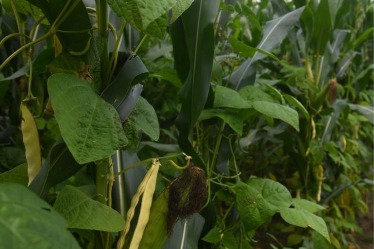 Een mengteelt van mais en klimbonen benut stikstof zeer efficiënt bij een lagere bemesting