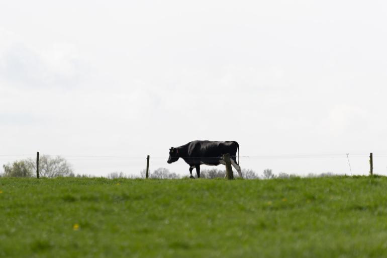 In totaal kreeg het Vertrouwensloket over alle diersectoren 92 meldingen binnen