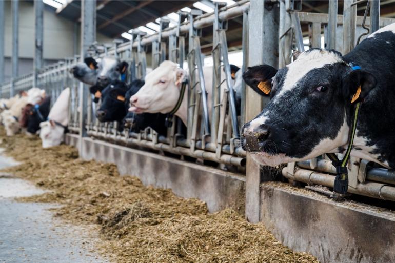 In tien jaar tijd nam het aantal Belgische rundveebedrijven zelfs af met 32 procent. 