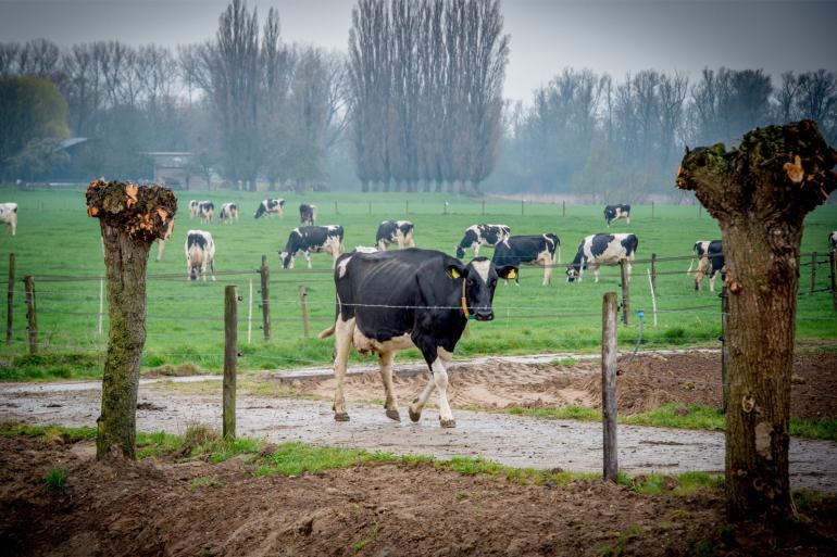 Het effect van de regen is nu nog niet terug te zien in de versgrasdata