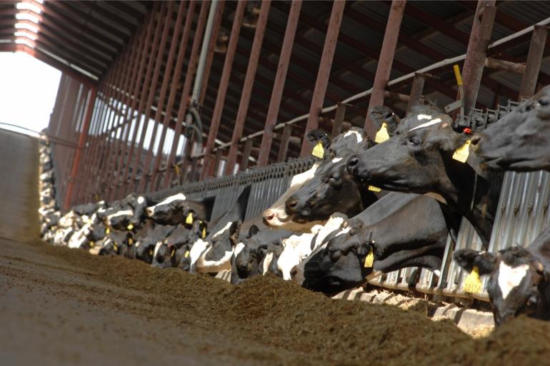 Door verplaatsing van besmette dieren over grote afstanden werd vogelgriep snel en breed verspreid in de Amerikaanse melkveehouderij (foto ter illustratie)