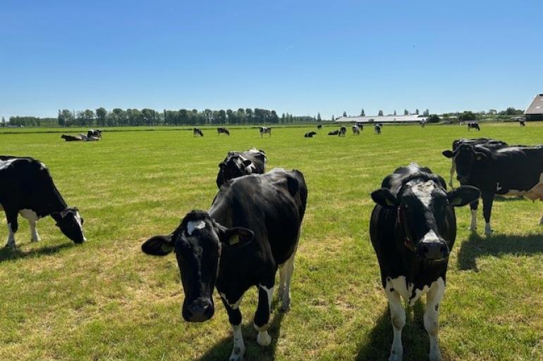 Als het etgroen opraakt, kun je beter het aantal weide-uren beperken