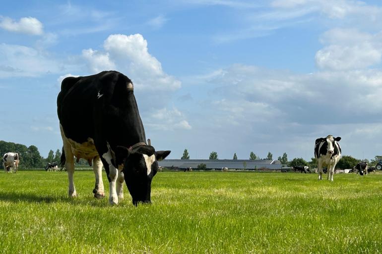 Het etgroen van de tweede snede kan wel wat vocht gebruiken