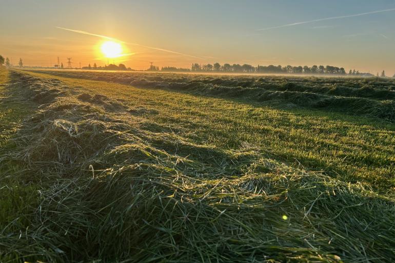 Het suikerrijke gras heeft gemiddelde eiwitwaarden