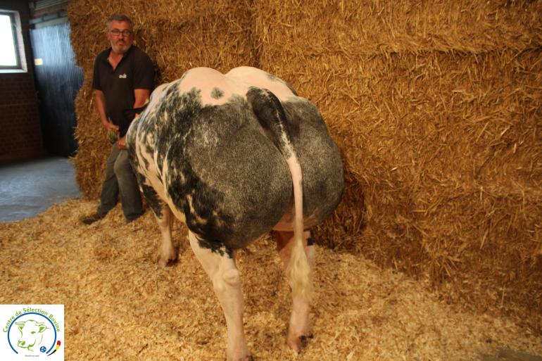 Halifax de Langherode