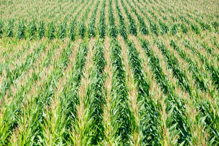 Het Vlaamse maisareaal daalde in 2025 met 4 procent