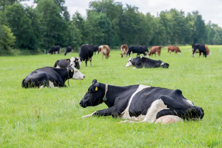 Koeien zijn nog goed tevreden met het aangeboden weidegras