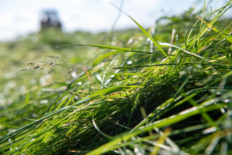 Volop maaien moet voorkomen dat de aar in het gras schiet
