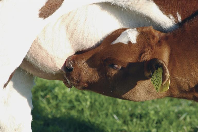 De onderzoekers vermoeden dat een kalf of rund het vogelgriepvirus via besmet voer of drinkwater in de bek krijgt. Hier kan het virus meerdere dagen overleven
