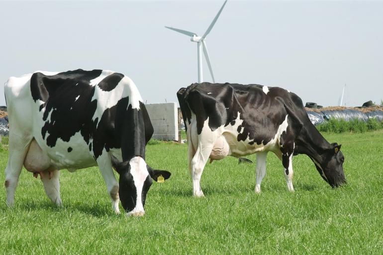 Er zal nu minder DVE en vooral meer OEB gevormd worden  en om dat te corrigeren zal je energie bij moeten voeren in bijvoorbeeld de vorm van snijmais