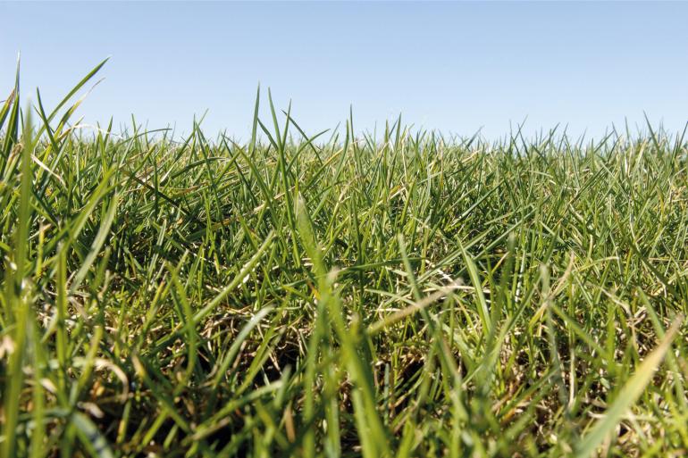 Het onderzoek laat zien dat permanent grasland gemiddeld 0,68 ton koolstof per hectare per jaar vasthoudt