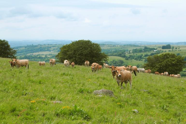 De vaccinatiecampagne is in Frankrijk in volle gang. Van de ongeveer 310.000 runderen in het toezichtgebied is inmiddels een derde gevaccineerd tegen LSD