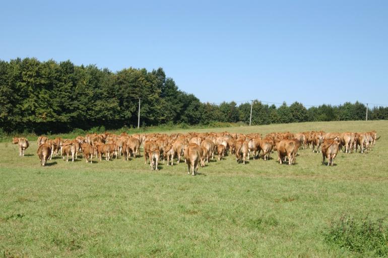 In Frankrijk is op 37 bedrijven Lumpy Skin Disease vastgesteld