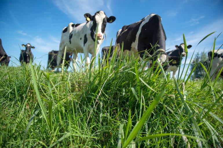 Morgen, 1 augustus, start de tweede 'meimaand'. Er kan veel gras gaan groeien en de voederwaarde verbetert naar verwachting licht