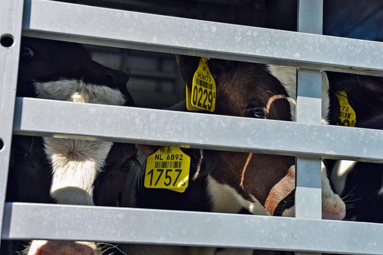 Door nu ook het kalvertransport te erkennen, is de complete route van kalf tot slacht geborgd