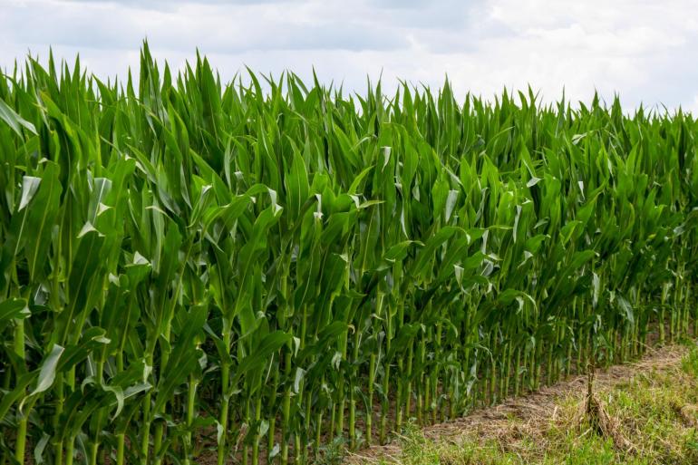 Op veel plaatsten staat de mais op punt van bloeien of staat de plant reeds in bloei