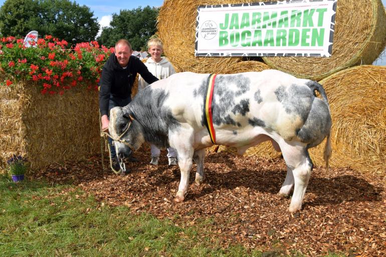 kampioen oudere stieren
