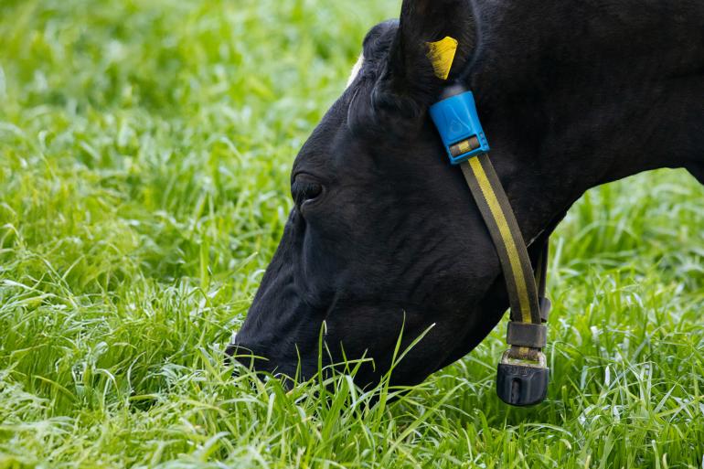 Halsbandsensoren maken het mogelijk om dierziekten zoals blauwtong vroegtijdig op te sporen (foto MSD)
