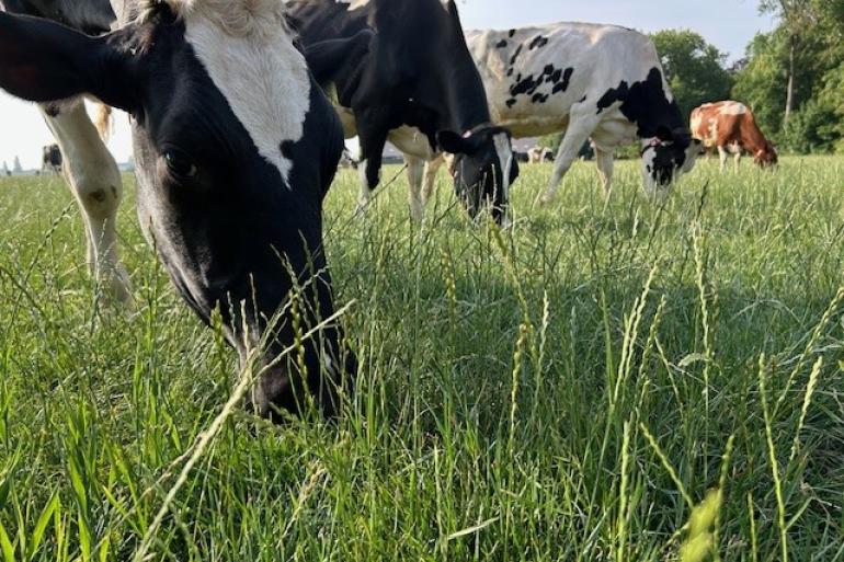 Veel koeien zijn loom en willen niet graag naar buiten