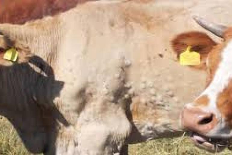 Dieren met lumpy skin disease ontwikkelen bulten op de huid door opgezwollen lymfleklieren (foto: EFSA)