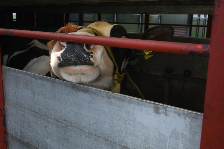 Brancheorgansisatie Vee&Logistiek Nederland adviseert haar leden voorlopig geen rundvee vanuit Frankrijk en Italië naar Nederland te vervoeren