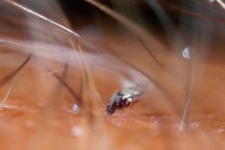 In Nederland en België zijn er vooralsnog geen besmettingen met het blauwtongvirus vastgesteld