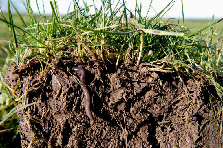 Bodemdieren passen hun gedrag aan, bijvoorbeeld door dieper te gaan graven, en houden zo de afbraakprocessen in gang