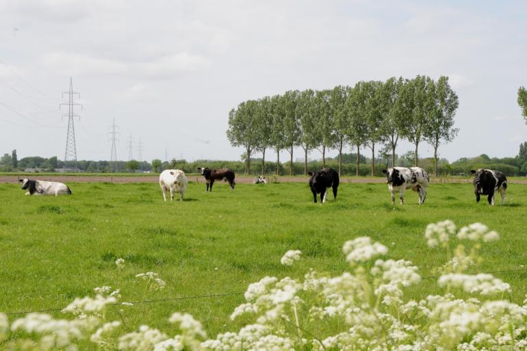 Sommige bedrijven hebben al voor vrijwillige stopzetting gekozen, anderen kunnen werken aan een nieuwe vergunning als ze extra inspanningen leveren