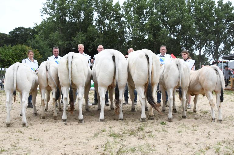 kampioenen piemontese