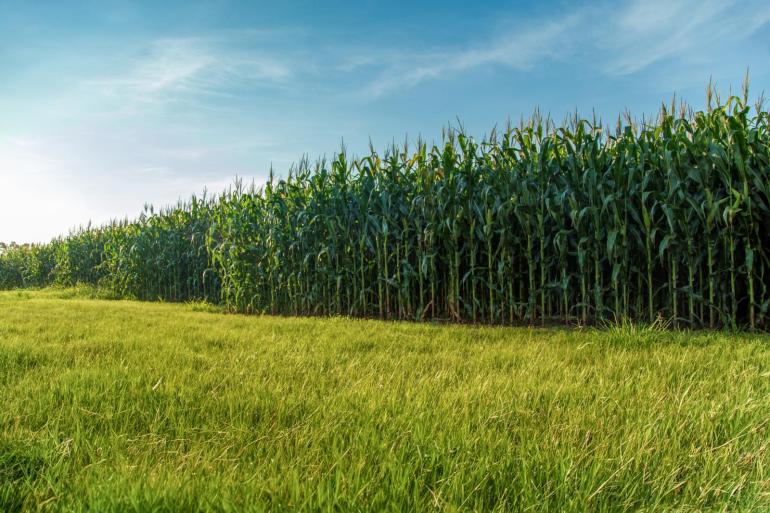 Als tussen de maisrijen stroken grasland blijven staan, is dat gunstig voor het aantal regenwormen, wat een positief effect heeft op de bodemstructuur en de benutting van meststoffen