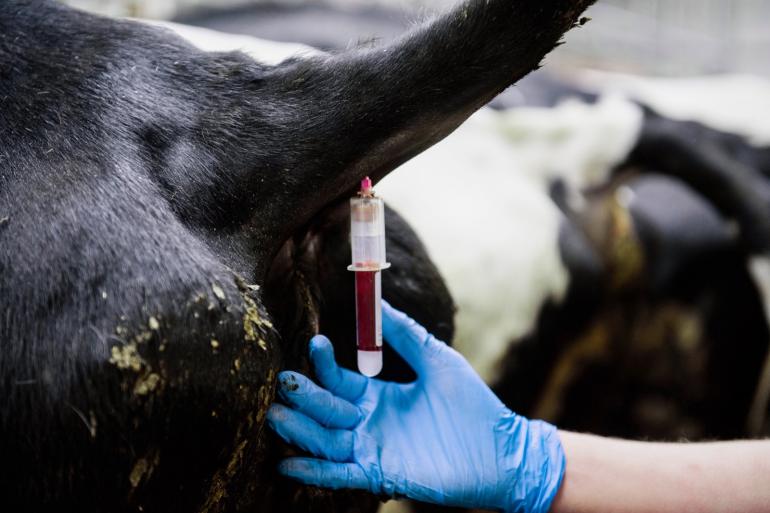 Een panel van experts van de NVWA, Royal GD en  Wageningen Bioveterinary Research (WBVR) blijft in opdracht van het ministerie van LVVN de blauwtongsituatie in Nederland en Europa nauwlettend volgen