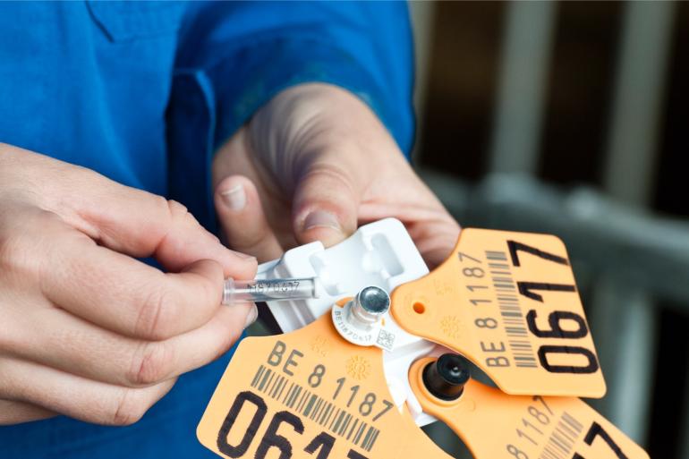 In de eerste zes maanden van dit jaar werd 1 op de 20.000 geboren kalveren in Vlaanderen als bvd-virusdrager geïdentificeerd