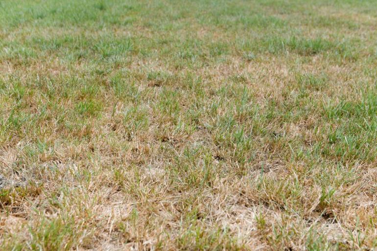 Op veel plekken raakt het gras op