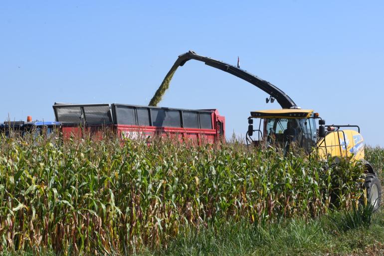 Van de proefpercelen heeft circa 30 procent al een drogestofpercentage van meer dan 36 procent