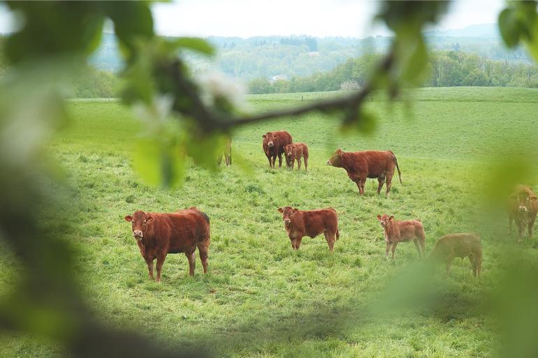 In de zone van vijftig kilometer rondom de uitbraken is inmiddels meer dan 90 procent van de runderen gevaccineerd, goed voor zo’n 220.000 dieren