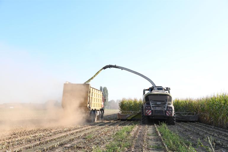Op proefvelden in Vlaanderen had de mais eind augustus al gemiddeld 35 procent droge stof, minstens twee weken eerder dan andere jaren